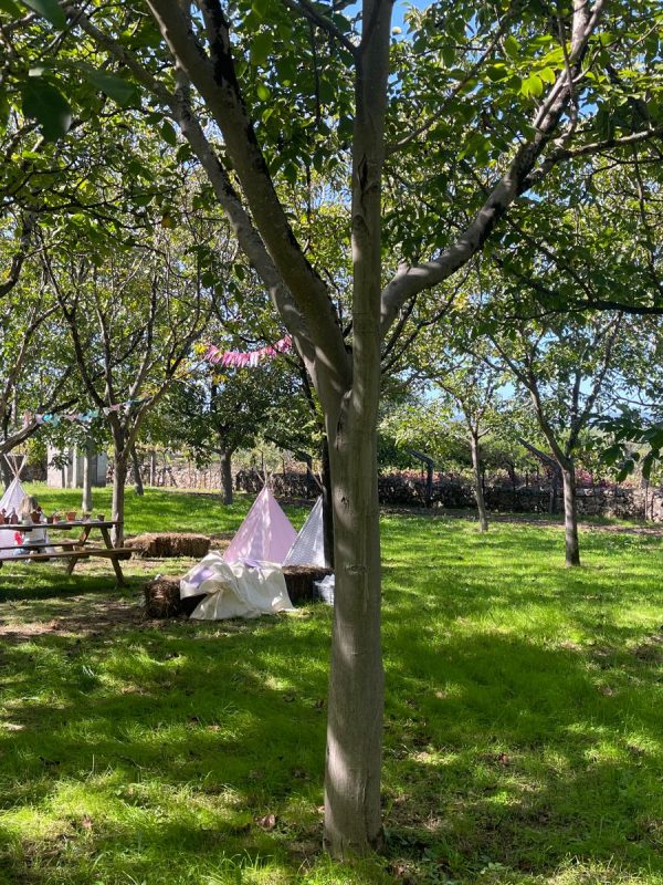the grove 2